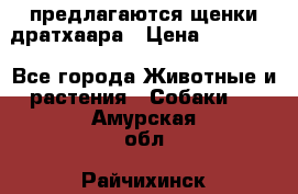 предлагаются щенки дратхаара › Цена ­ 20 000 - Все города Животные и растения » Собаки   . Амурская обл.,Райчихинск г.